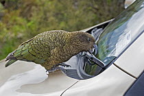 Kea (Nestor notabilis) investigating car windscreen wiper, Arthur's Pass National Park, Southern Alps, South Island, New Zealand