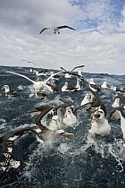 Shy Albatross (Thalassarche cauta) group fighting over food, Stewart Island, New Zealand
