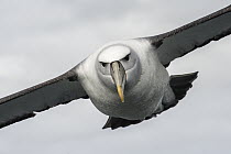 Shy Albatross (Thalassarche cauta) flying, Stewart Island, New Zealand