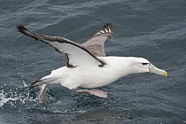 Shy Albatross (Thalassarche cauta) taking flight, Stewart Island, New Zealand