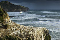 Australian Gannet (Morus serrator) nesting colony on cliff, Auckland, North Island, New Zealand
