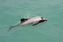 Hector's Dolphin (Cephalorhynchus hectori) porpoising, Banks Peninsula, South Island, New Zealand