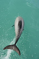 Hector's Dolphin (Cephalorhynchus hectori) leaping, Banks Peninsula, South Island, New Zealand