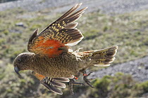 Kea (Nestor notabilis) flying, Arthur's Pass National Park, Southern Alps, South Island, New Zealand