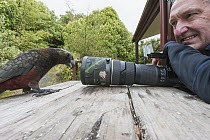 New Zealand Kaka (Nestor meridionalis) investigating camera with Mark Carwardine, South Island, New Zealand