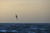 Black-browed Albatross (Thalassarche melanophrys) flying over ocean, Gold Harbor, South Georgia Island