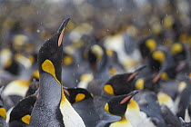 King Penguin (Aptenodytes patagonicus) colony during snowfall, Gold Harbor, South Georgia Island