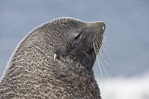 Antarctic Fur Seal (Arctocephalus gazella), Salisbury Plain, South Georgia Island