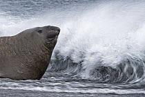 Southern Elephant Seal (Mirounga leonina) being splashed by waves, Salisbury Plain, South Georgia Island