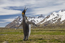 King Penguin (Aptenodytes patagonicus) calling, Fortuna Bay, South Georgia Island