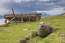 Southern Elephant Seal (Mirounga leonina) with abandoned boat, Grytviken, South Georgia Island