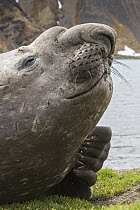 Southern Elephant Seal (Mirounga leonina) bull scratching itself, Grytviken, South Georgia Island