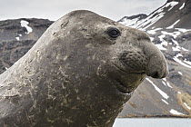 Southern Elephant Seal (Mirounga leonina) bull, Grytviken, South Georgia Island