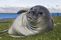 Southern Elephant Seal (Mirounga leonina) pup, Grytviken, South Georgia Island