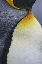 King Penguin (Aptenodytes patagonicus) feather pattern, Salisbury Plain, South Georgia Island