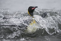 King Penguin (Aptenodytes patagonicus) coming ashore, Salisbury Plain, South Georgia Island