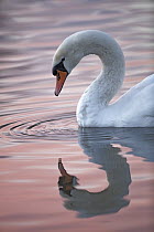 Mute Swan (Cygnus olor), Slimbridge, Gloucestershire, England, United Kingdom