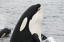 Orca (Orcinus orca), transient, spyhopping and carrying Pink Salmon (Oncorhynchus gorbuscha) prey, southeast Alaska