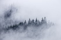 Coniferous forest and clouds, southeast Alaska