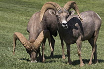 Desert Bighorn Sheep (Ovis canadensis nelsoni) rams grazing on lawn, Hemenway Valley Park, Boulder City, Nevada