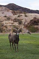 Desert Bighorn Sheep (Ovis canadensis nelsoni) rams on lawn, Hemenway Valley Park, Boulder City, Nevada