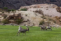 Desert Bighorn Sheep (Ovis canadensis nelsoni) herd grazing on lawn, Hemenway Valley Park, Boulder City, Nevada