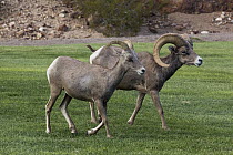 Desert Bighorn Sheep (Ovis canadensis nelsoni) female and male on lawn, Hemenway Valley Park, Boulder City, Nevada