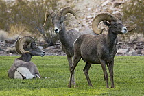 Desert Bighorn Sheep (Ovis canadensis nelsoni) rams on lawn, Hemenway Valley Park, Boulder City, Nevada