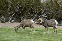 Desert Bighorn Sheep (Ovis canadensis nelsoni) ram smelling female to see if she is in heat, Hemenway Valley Park, Boulder City, Nevada