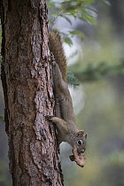 Red Squirrel (Tamiasciurus hudsonicus) carrying mushroom that it has collected and allowed to dry, preserving the fungus for winter, Alaska