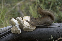 Red Squirrel (Tamiasciurus hudsonicus) collecting mushroom and cutting it into smaller pieces, the pieces will dry into jerky which makes it easier to store in a winter food cache, Alaska