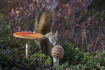 Red Squirrel (Tamiasciurus hudsonicus) collecting poisonous Fly Agaric (Amanita muscaria) mushroom, which it can digest with no ill effect, Alaska