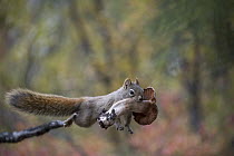 Red Squirrel (Tamiasciurus hudsonicus) carrying mushroom, Alaska