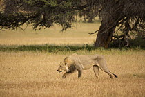 African Lion (Panthera leo) male hunting, Kgalagadi Transfrontier Park, Botswana, sequence 1 of 15