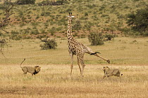 African Lion (Panthera leo) males hunting South African Giraffe (Giraffa camelopardalis giraffa) bull, Kgalagadi Transfrontier Park, Botswana, sequence 2 of 15