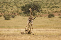 African Lion (Panthera leo) males hunting South African Giraffe (Giraffa camelopardalis giraffa) bull, Kgalagadi Transfrontier Park, Botswana, sequence 5 of 15