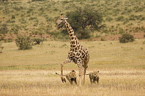 African Lion (Panthera leo) males hunting South African Giraffe (Giraffa camelopardalis giraffa) bull, Kgalagadi Transfrontier Park, Botswana, sequence 7 of 15