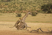 African Lion (Panthera leo) males hunting South African Giraffe (Giraffa camelopardalis giraffa) bull, Kgalagadi Transfrontier Park, Botswana, sequence 11 of 15