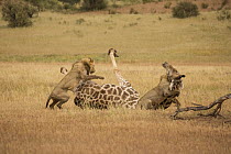 African Lion (Panthera leo) males hunting South African Giraffe (Giraffa camelopardalis giraffa) bull, Kgalagadi Transfrontier Park, Botswana, sequence 12 of 15