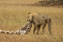 African Lion (Panthera leo) male suffocating South African Giraffe (Giraffa camelopardalis giraffa) bull, Kgalagadi Transfrontier Park, Botswana, sequence 13 of 15