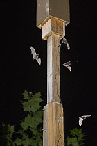 Indiana Bat (Myotis sodalis) group flying near artifical roost, Indianapolis, Indiana, digital composite