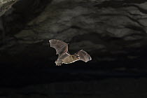 Big Brown Bat (Eptesicus fuscus) emerging from cave, Wyandotte Cave, O'Bannon Woods State Park, Indiana