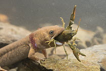 Coastal Giant Salamander (Dicamptodon tenebrosus), neotenic individual, swallowing Signal Crayfish (Pacifastacus leniusculus), Columbia River Gorge, Oregon