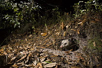 Virginia Opossum (Didelphis virginiana) emerging from den at night, Timucuan Ecological and Historic Preserve, Florida