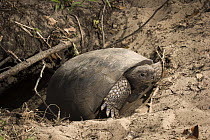 Florida Gopher Tortoise (Gopherus polyphemus) emerging from burrow, Timucuan Ecological and Historic Preserve, Florida