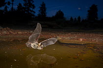 Western Long-eared Myotis (Myotis evotis) drinking at waterhole at night, Oregon