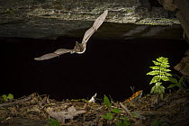 Townsend's Big-eared Bat (Corynorhinus townsendii) emerging from cave, North Carolina