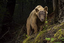 Black Bear (Ursus americanus), blond morph, Rogue River National Forest, Oregon