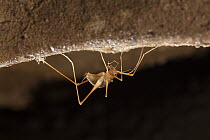 Common Cave Cricket (Hadenoecus subterraneus) inside cave, Mammoth Cave National Park, Kentucky