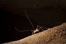 Common Cave Cricket (Hadenoecus subterraneus) inside cave, Mammoth Cave National Park, Kentucky